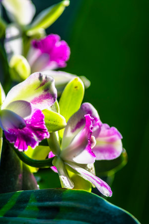 Orchid flower in garden, Thailand. (Selective focus)の写真素材
