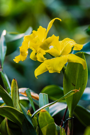 Yellow orchid flower in garden, Thailand. (Selective focus)の写真素材