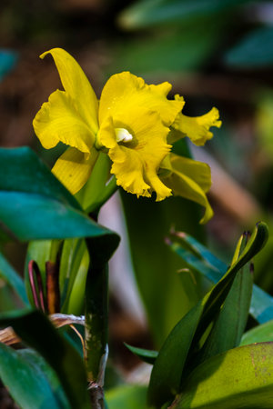 Beautiful orchid flower in the garden. Yellow orchid.の写真素材