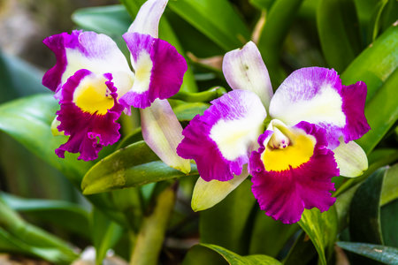Cattleya orchids in the garden, Thailand.の写真素材