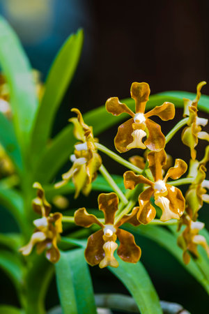 Beautiful orchids in the garden, Thailand. (Selective focus)の写真素材
