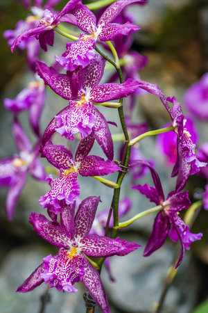 Purple orchids in a botanic garden in Prague, Czech Republicの写真素材