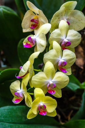 Yellow orchid flower in the garden, phalaenopsis.の写真素材