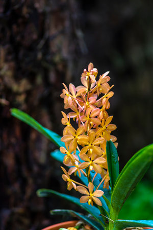 Beautiful orchid flower in garden, Thailand. (Selective focus)の写真素材