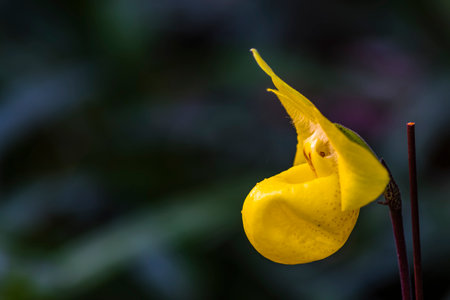 Paphiopedilum orchid in the garden, Thailand.の写真素材