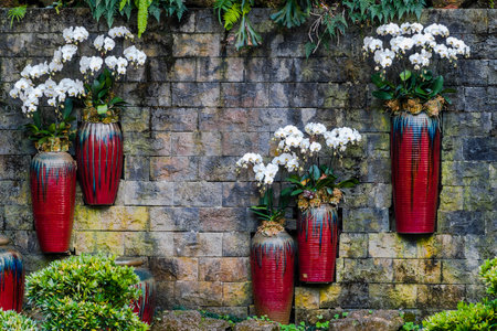 Orchids in vases on a stone wall, Thailand.の写真素材