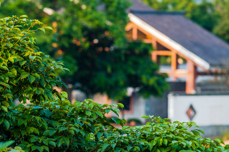 Green leaves in the garden with wooden house in the background, Thailand.の写真素材