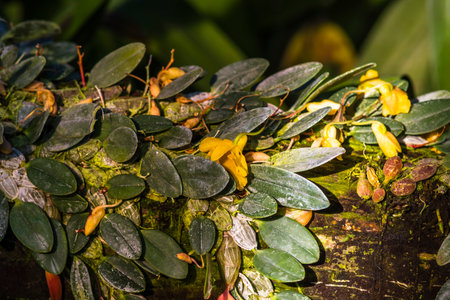 Close up of yellow flowers and green leaves in the botanical gardenの写真素材
