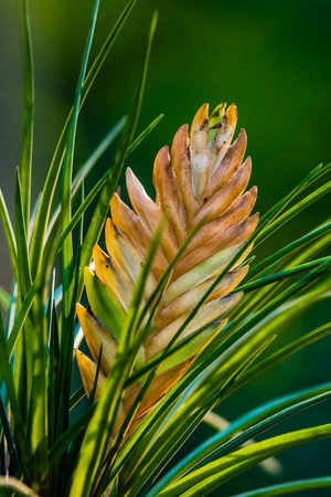 Close up of pine cone on a green background. Pine cone close up.の写真素材