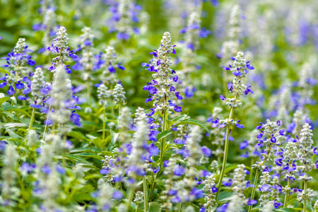 Purple salvia flowers in the garden, soft focus and shallow DOF.の写真素材