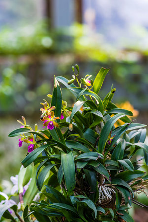 Beautiful orchid flowers in the garden, Thailand. Selective focus.の写真素材