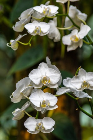 White orchid flowers in the garden, Phalaenopsis.の写真素材