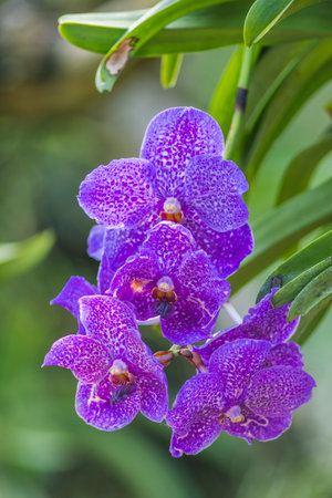 purple orchid flower in the garden, phalaenopsisの写真素材