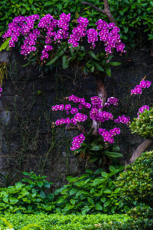 Beautiful pink orchids blooming in the garden, Thailand.の写真素材