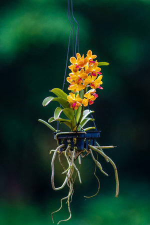 Orchid flower in garden, Thailand. (Dendrobium giganteum)の写真素材