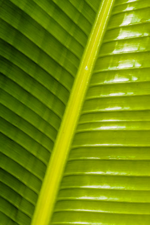 green banana leaf texture background, closeup of green banana leaf textureの写真素材