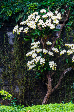 White orchid flower in garden, Thailand. (Phalaenopsis)の写真素材