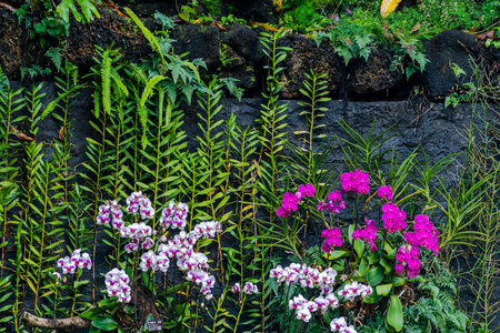 Pink and white orchids growing in the garden, Thailand.の写真素材