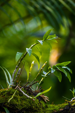 Close up of green orchids growing on a tree in the rainforestの写真素材