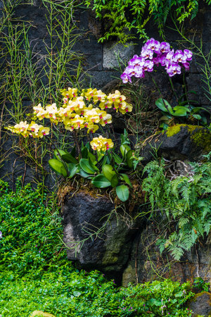 Beautiful orchids in the garden, Thailand. (Selective focus)の写真素材