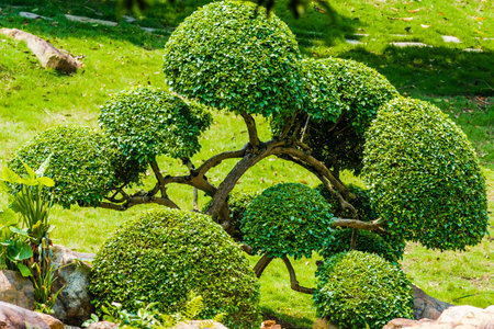 Bonsai tree in the park, Thailand. Close up.の写真素材