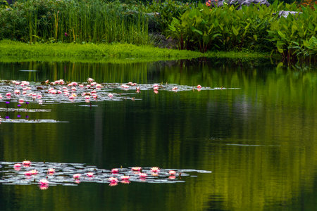 Red lotus in the pond with green leaves and water lilyの写真素材