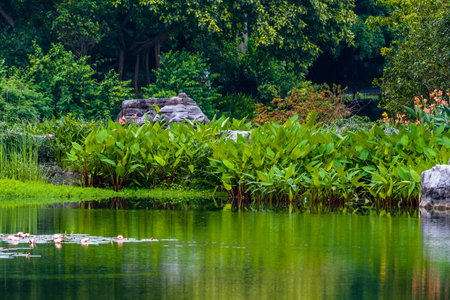 Flamingo in the pond at public park, Thailand.の写真素材