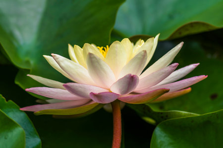 Beautiful lotus flower in the pond with green leaves background.の写真素材