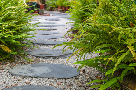 Stone walkway in the garden with green fern, stock photoの写真素材