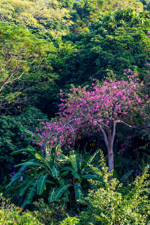 Tree with pink flowers in Thai, Thailand. (Selective focus)の写真素材