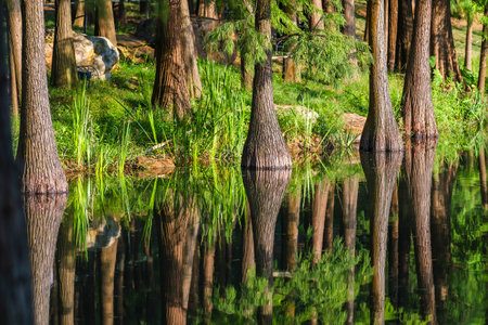Pine trees reflected in a pond in a park in the summer