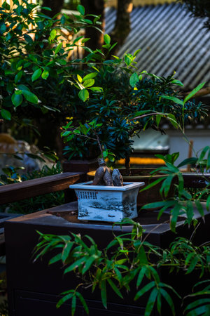 Bonsai tree in a pot in the garden, Thailand.