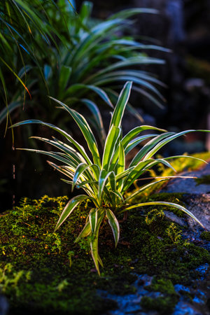 Beautiful green plants in the garden, Thailand. Selective focus.の写真素材
