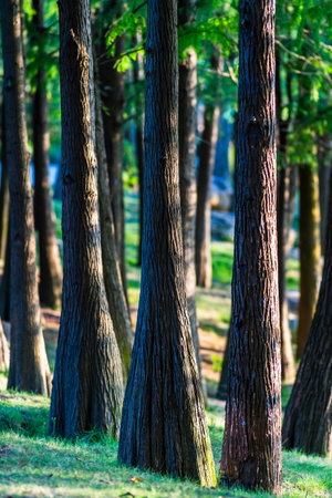 Trunks of trees in the forest, Thailand. Natural background.の写真素材