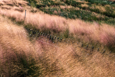 blur in philippines terrace field for coultivation of rice from banaueの写真素材