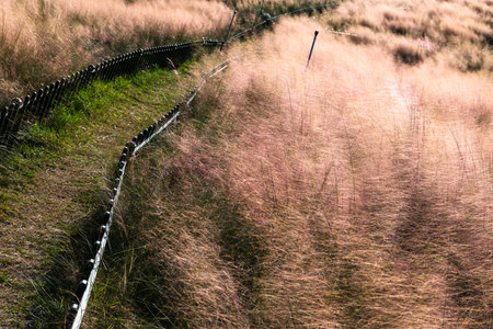 Landscape view of grassland at Doi Inthanon national park, Thailand.の写真素材