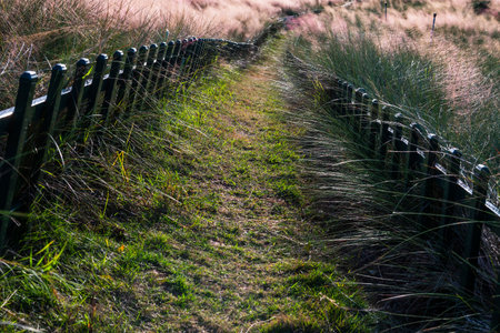 Path in the grassland with wooden fence at Doi Inthanon National Park, Chiang Mai, Thailandの写真素材