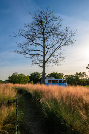 Dry tree in the meadow with blue bus at sunset.の写真素材