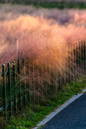 Reed in full bloom along the road at sunset in the Netherlands