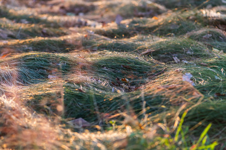 wet grass in the meadow at sunset, close-upの写真素材