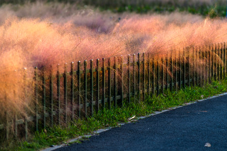 Dry grass on the roadside of a rural road in the Netherlandsの写真素材