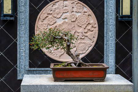 Bonsai tree in a pot in front of a decorative wallの写真素材