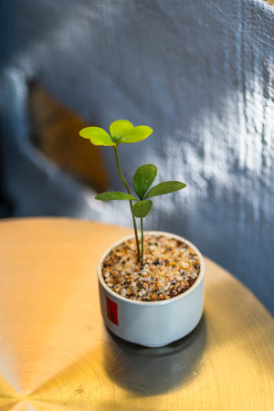 Small green plant in a pot on a wooden table against a blue wallの写真素材