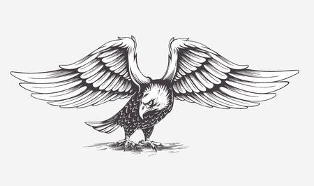Detailed Hand Drawn Eagle on a white.  Isolatedのイラスト素材