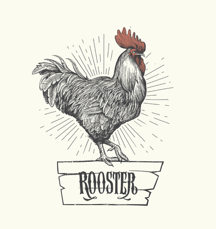 Rooster hand drawn illustration. Symbol of 2017のイラスト素材