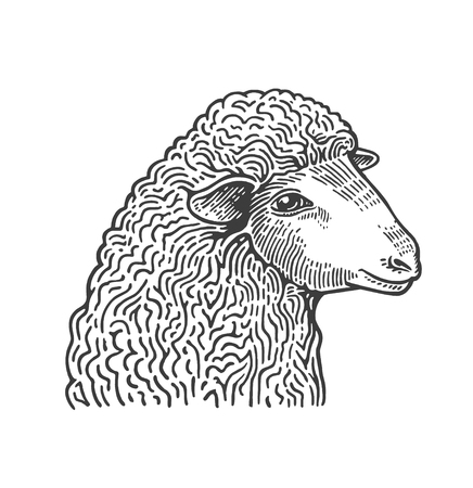 Head of sheep hand drawn in style of medieval engraving. Domestic farm animal isolated on white background. Vector illustration in monochrome colors for restaurant menu, butcher shop, website, logo.のイラスト素材