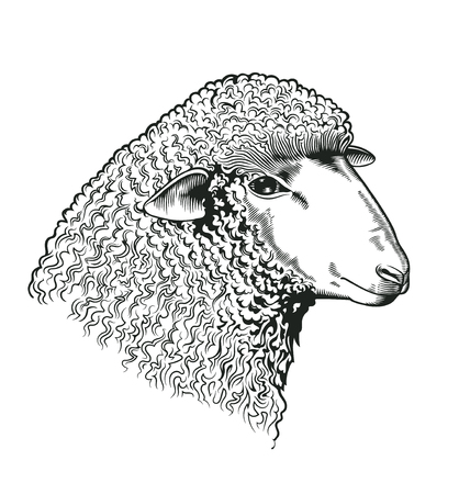 Head of sheep drawn in etching style. Farmed ruminant animal isolated on white background. Vector illustration for farm market identity, butchery and woolen products logo, advertisement, bannerのイラスト素材