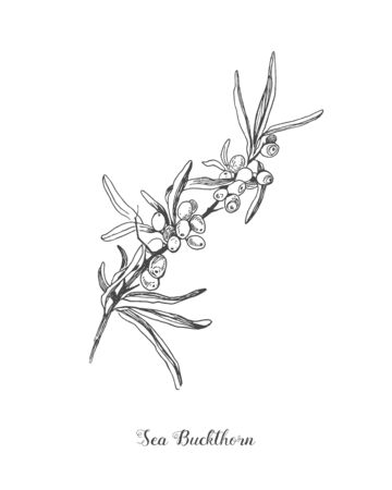 Sea buckthorn branch vector drawing. Isolated berry branch sketch on white background. Summer fruit engraved style illustration. Detailed hand drawn vegetarian food. Great for label, poster, printのイラスト素材