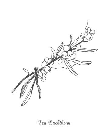 Sea buckthorn branch vector drawing. Isolated berry branch sketch on white background. Summer fruit engraved style illustration. Detailed hand drawn vegetarian food. Great for label, poster, printのイラスト素材