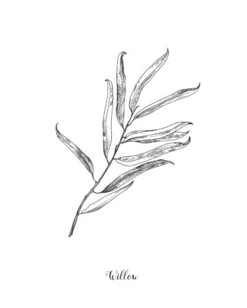Willow branch line art vector on white background. Willow leaf Botanical Illustration. willow leaf vector illustrationの写真素材